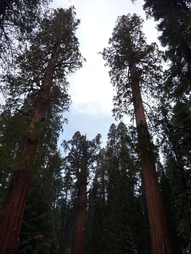 Sequoia parc(21).JPG